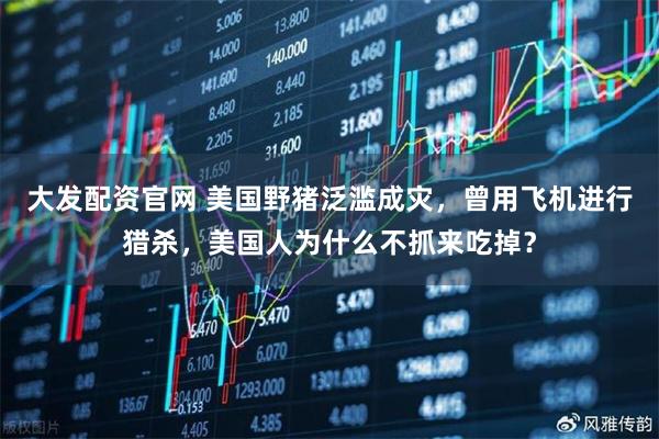 大发配资官网 美国野猪泛滥成灾，曾用飞机进行猎杀，美国人为什么不抓来吃掉？